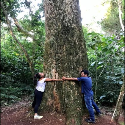 Apadrinar un árbol